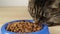 Tabby cat eating cat food from a bowl on wooden floor close-up