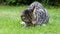 Tabby cat eating a dead mouse in a garden.