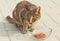 Tabby Cat Eating Raw Food from Clear Glass Bowl