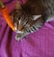 Tabby cat eats a carrot.