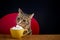 A tabby cat eats chantilly cream in a yellow cup on a wooden table