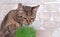 Tabby cat eats fresh green grass