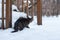 Tabby cat exploring deep new snow after a blizzard