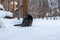 Tabby cat exploring deep new snow after a blizzard