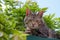 Tabby cat in garden