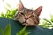 Tabby cat in garden