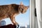 Tabby cat on a hammock in the window pane, looks at the camera