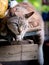 Tabby Cat Hanging Leg on The Table