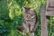 Tabby cat hiding in secluded nook in summer garden