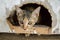 Tabby cat in hole wood wall