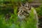 Tabby cat hunting in the grass