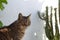 Tabby cat intense glance and cactus background on white wall