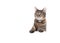 Tabby cat leaning on white banner with copy space