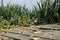 Tabby cat lies on a wooden bridge on the bank of the river in sedge thickets