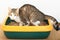 Tabby cat on litter box