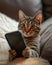 Tabby cat looking at smartphone and holding it with paws