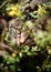 Tabby Cat Looking Up Through Plants