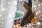 Tabby cat looking through window at home over snow