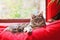 Tabby Cat Lounging by Window on Sofa