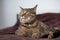 Tabby cat lying on the bed and looking aside with selfish view