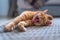 Tabby cat lying on the carpet, stretches and yawns