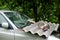 Tabby cat lying on the hood of a wrecked car with a broken windshield