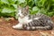 Tabby Cat Lying At Pak Choi