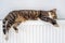 Tabby cat lying on a warm radiator by the wall