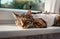 Tabby cat in a medical blanket after surgery lies on the windowsill. Kitten neutering, protective suit