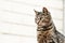 Tabby cat motley on right side, looks left sideways closeup on white background with diagonal lines