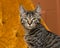 Tabby Cat on Orange
