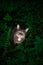 tabby cat outdoors amid green plants and lush foliage