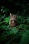 tabby cat outdoors amid green plants and lush foliage