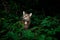 tabby cat outdoors amid green plants and lush foliage