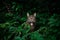 tabby cat outdoors amid green plants and lush foliage