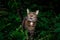 tabby cat outdoors amid green plants and lush foliage