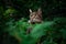 tabby cat outdoors amid green plants and lush foliage