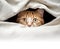 Tabby Cat Peek Out From Under Blanket - Cute and Funny Pet Photo