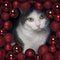 Tabby cat peeking curoius through a red Christmas wreath.