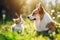 Tabby cat and a Pembroke Welsh Corgi dog sitting together in a sun-dappled garden