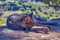 Tabby cat perched atop a large gray rock near a riverbank