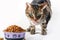 Tabby cat pet with green eyes eating dry food granules from bowl isolated on white background