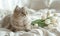 Tabby Cat with Pink Tulips on Cozy Blanket,creating a serene atmosphere,background, Generated AI