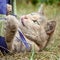 Tabby Cat Playing and Licking her Nose