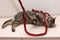 Tabby cat plays gnaws red Christmas garland