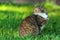 Tabby cat in profile sitting on the grass