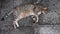 Tabby cat purr and kneading by paws while laying on grunge cement pavement