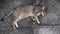 Tabby cat purr and nap while laying on grunge stone pavement