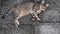 Tabby cat purr and nap while laying on grunge stone pavement