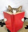 Tabby Cat Reading a Red Book